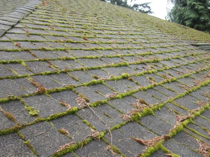 Close-up view of a shingle roof heavily covered in moss and algae, illustrating the need
